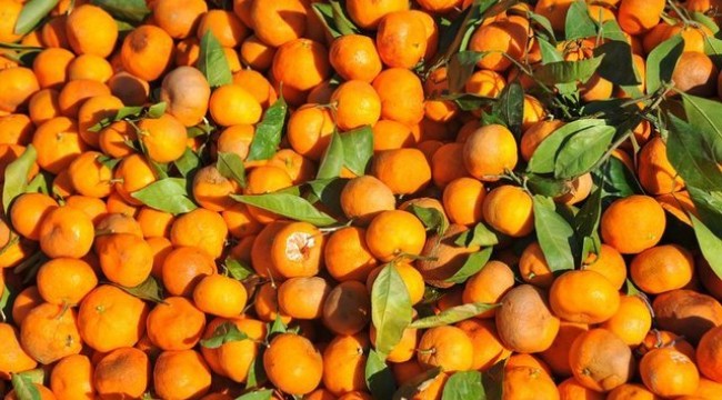 Mandalina tüketimi kolon kanseri riskini azaltıyor