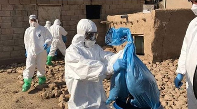 Pekin’de Afrika domuz vebası salgınında 86 hayvan telef oldu