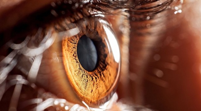 Retina hücresi naklinde ümit verici bulgu