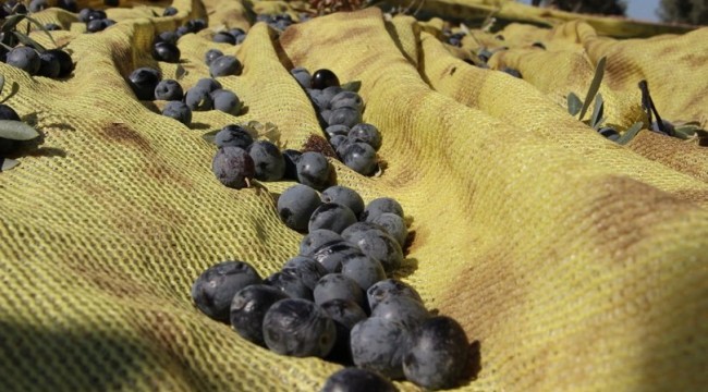 "Tane zeytin" satışında talebe yetişemiyorlar
