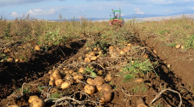 Türkiye, 160 bin ton patatesten 160 milyon liralık gelir hedefliyor!