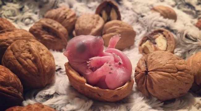 Yatakta bulup sahiplendirdiler! İşte son hali