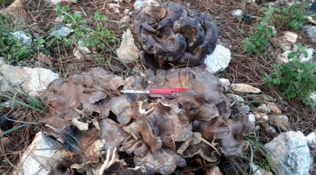 5 kilo 700 gramlık mantar şaşırttı