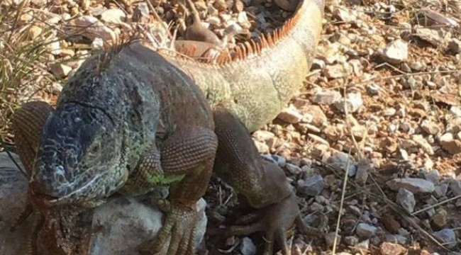Bodrum'da yol kenarında 1 metre uzunluğunda iguana bulundu!