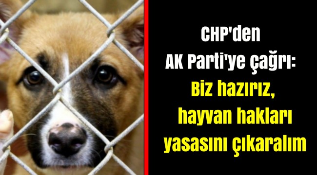 CHP&#039;den AK Parti&#039;ye çağrı: Biz hazırız, hayvan hakları yasasını çıkaralım