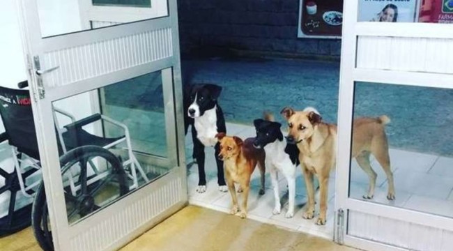 Evsiz adamı hastane kapısında bekleyen köpekler gülümsetti