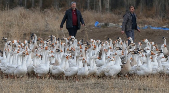 Hayalindeki çiftliği çocukları için aldığı kazlarla kurdu
