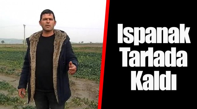 Ispanak Tarlada Kaldı