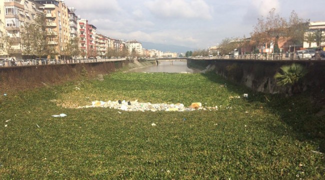 'İstilacı tür' uyarısı gelmişti, korkulan oldu! Bir şehir bunu konuşuyor
