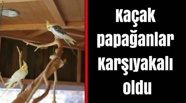Kaçak papağanlar Karşıyakalı oldu