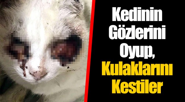 Kedinin Gözlerini Oyup, Kulaklarını Kestiler
