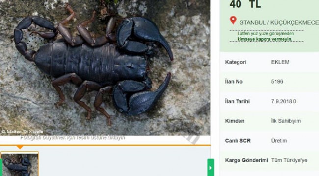 Kilometrelerce öteden getirip internetten satıyorlar!