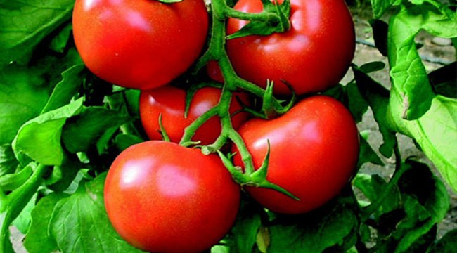 Rusya, Türkiye'den domates ithalatını 2 kat artırıyor