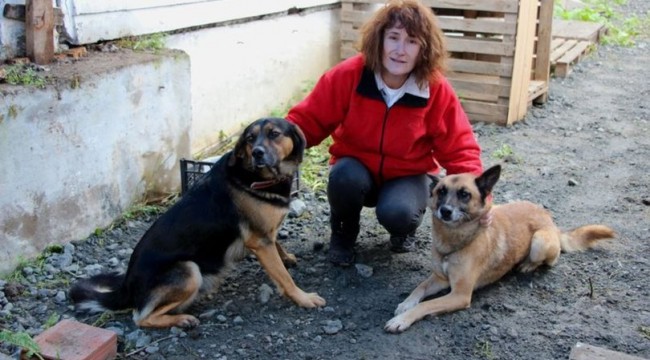 Samsun'daki köpek anlaşmazlığı ilk kez AYM'ye taşındı