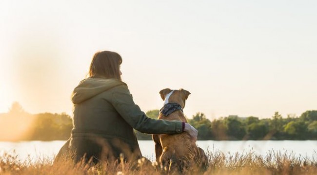 Uzmanlardan uyarı: Köpeğinizle tatile çıkarken dikkatli olun!