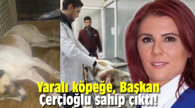 Yaralı köpeğe Başkan Çerçioğlu sahip çıktı!