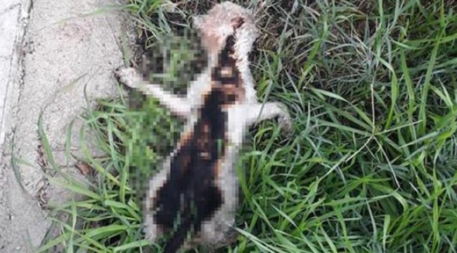 Yavru kedi yakılarak öldürülmüş halde bulundu