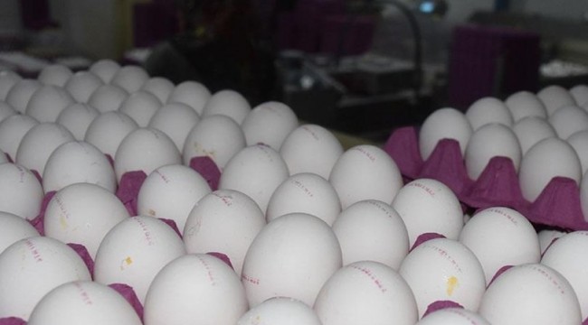 Yumurtadan 425 milyon dolar "çıktı"