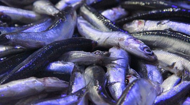 30 liraya kadar çıkan hamsi 5 liraya düştü