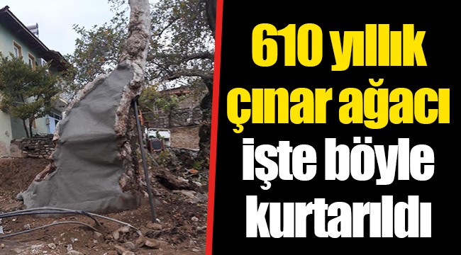 610 yıllık çınar ağacı işte böyle kurtarıldı