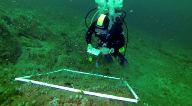 Adalar’dan sonra Marmara Adası’ndaki mercanları da öldürdük