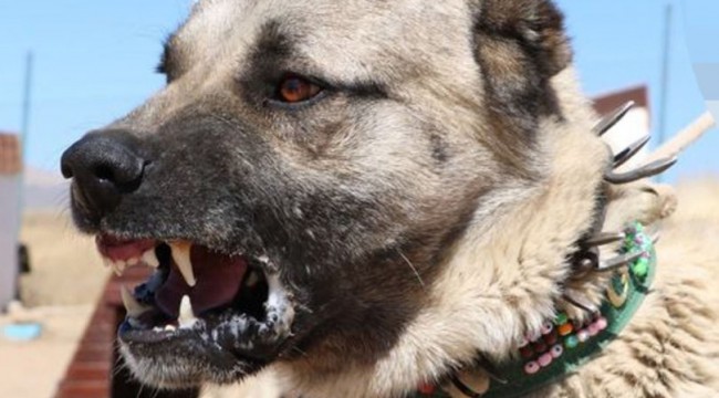 Camiye giderken dehşeti yaşadılar... Zincirini koparan Kangal saldırdı
