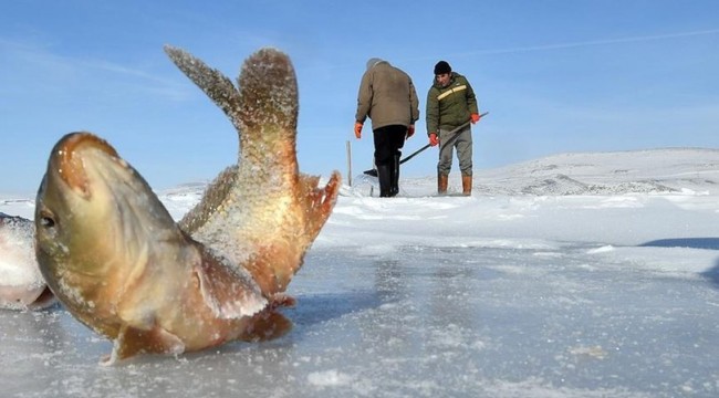 Çıldır Gölünde Eskimo usulü balık avlıyorlar