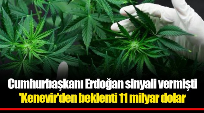 Cumhurbaşkanı Erdoğan sinyali vermişti  'Kenevir'den beklenti 11 milyar dolar