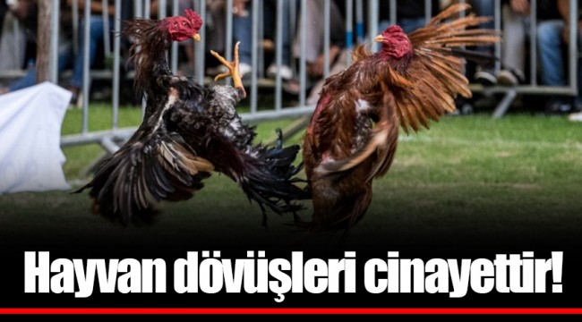 Hayvan dövüşleri cinayettir!