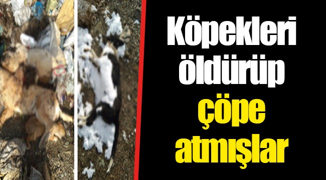 Köpekleri öldürüp çöpe atmışlar