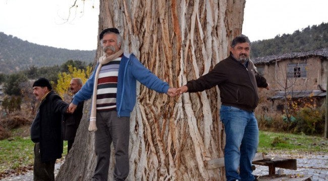 Köylüler asırlık kavak ağacı 'anıt ağaç' olsun istiyor