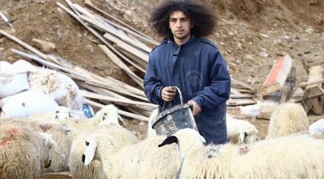Köyünün 'Mandıra filozofu' koyunlarının çobanı oldu