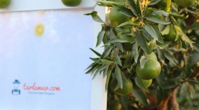 Red Bull Amaphiko Tarlamvar'a destek verdiğini duyurdu