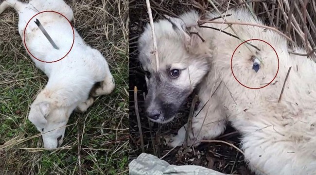 Silahla iğnelenen köpeklerin katledildiği iddiası