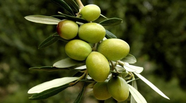 Sofralık zeytin ihracatı arttı