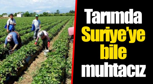 Tarımda Suriye’ye bile muhtacız