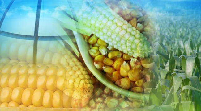Tat Nişasta'nın hisse devri için Rekabet'e başvuru