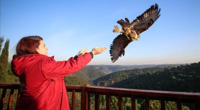 Tedavi edilen şahin yeniden doğaya bırakıldı