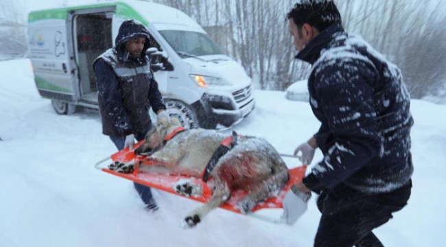 Yaralı köpeği karlı yolda 37 kilometre taşıdılar