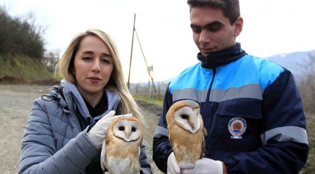Yavru peçeli baykuşlar doğaya bırakıldı