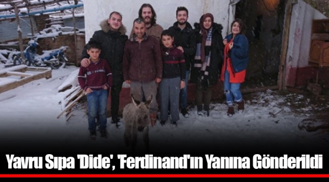 Yavru Sıpa 'Dide', 'Ferdinand'ın Yanına Gönderildi
