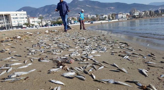 Alanya’da telef olmuş binlerce balık sahile vurdu