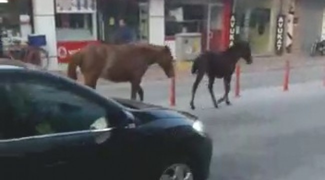 Ana caddede gezinti yapan başıboş atlar şaşırttı