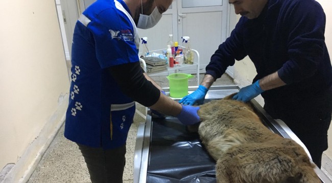 Aracın çarptığı köpek tedavi altına alındı