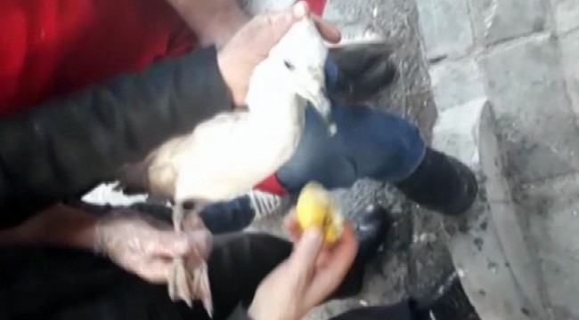 Bağcılar'da esnaf, yaralı martıyı kurtarmak için seferber oldu