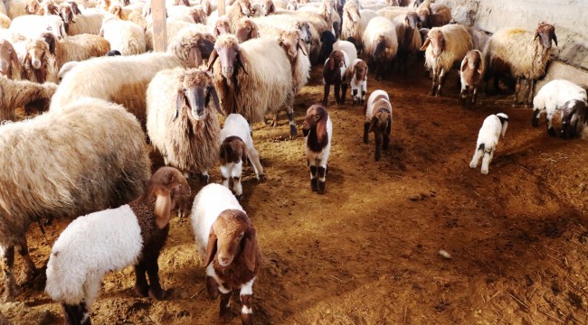 Baharın müjdeleyicisi kuzular dünyaya geldi