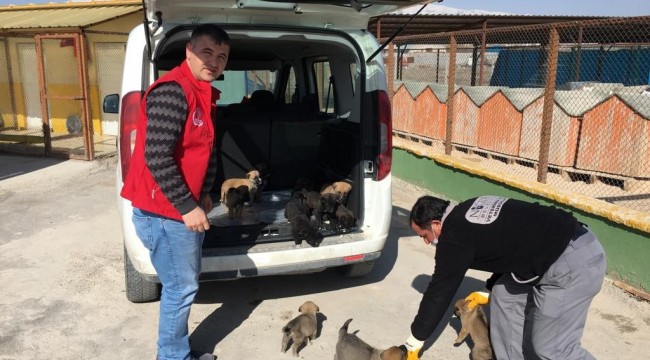 Donma tehlikesi geçiren yavru köpeklere sahip çıktılar