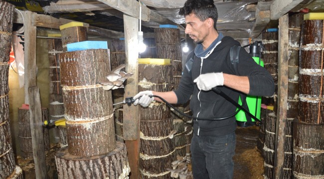 Genç girişimcinin mantar sevdası