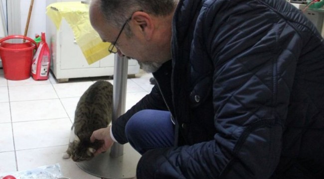Kedi tırmığı 'taksirle adam yaralamak' suçu sayıldı