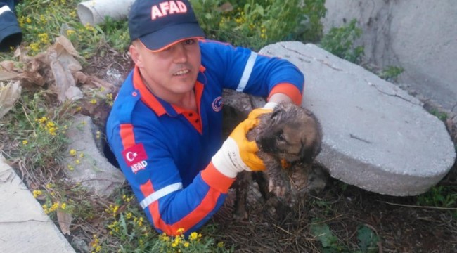 Kuyuya düşen yavru köpeği AFAD kurtardı